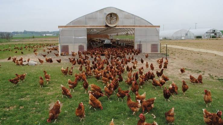 Where to Buy Pasture-Raised Eggs Near Grand Rapids
