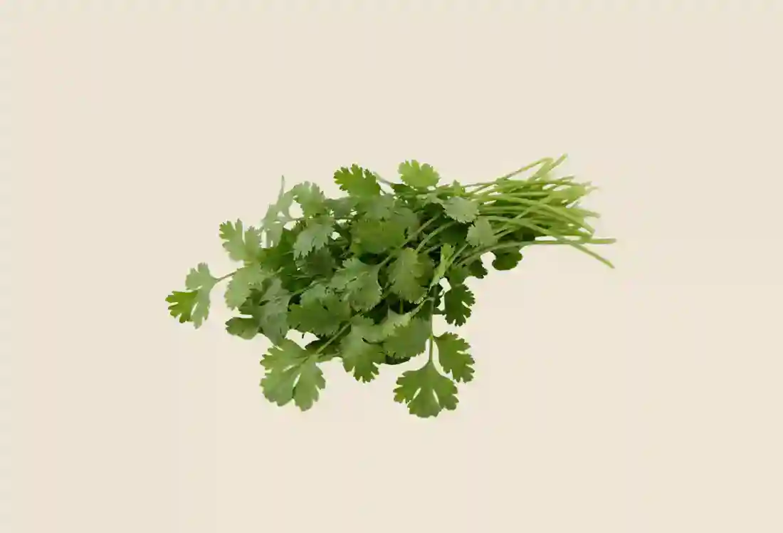 Local Organic Cilantro