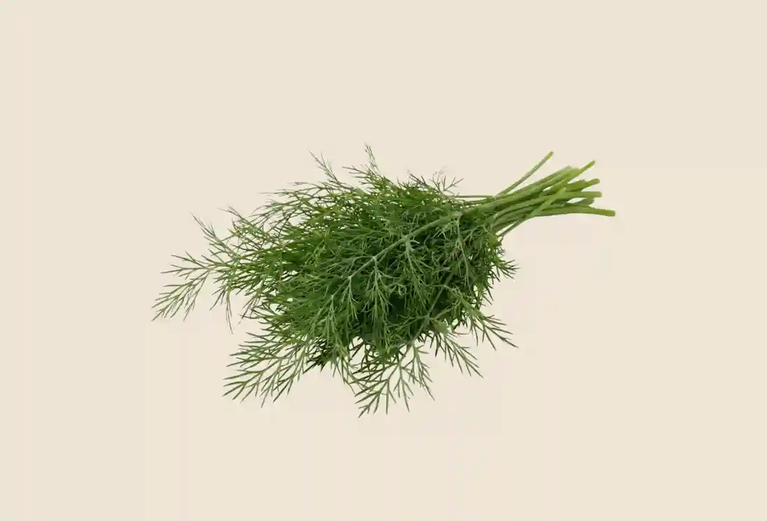 Local Dill
