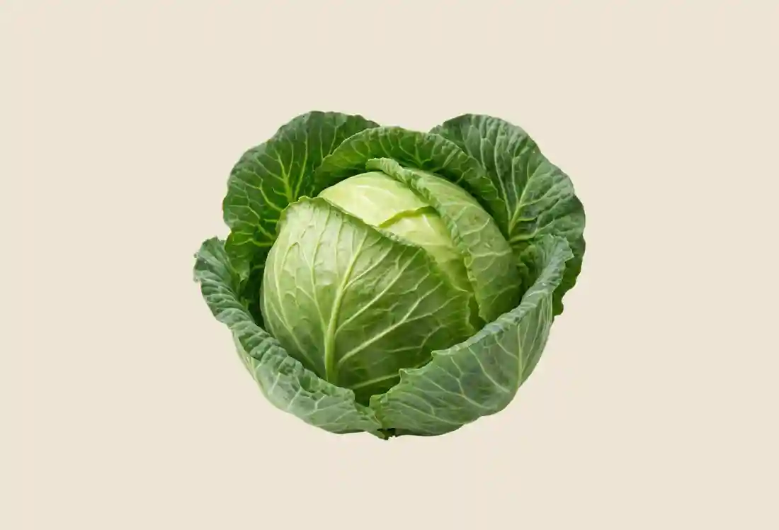 Local Green Cabbage