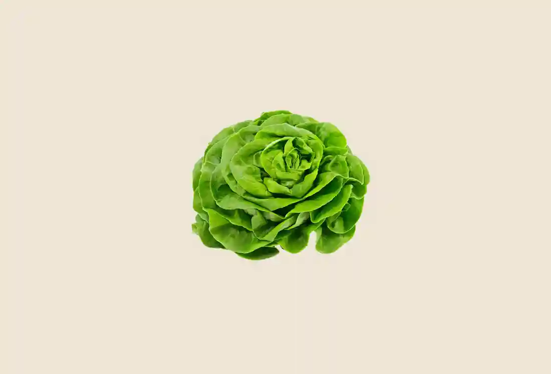 Local Organic Butterhead Lettuce