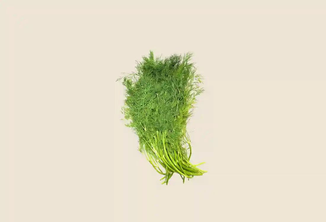 Local Organic Dill