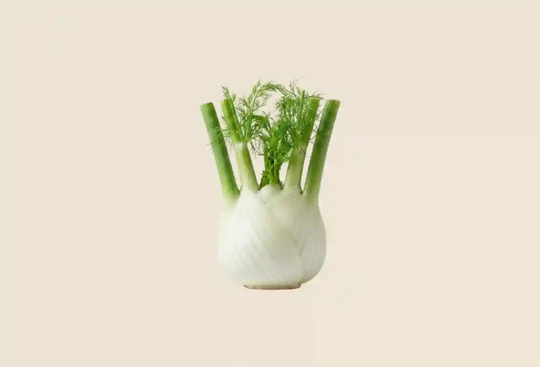 Local Fennel
