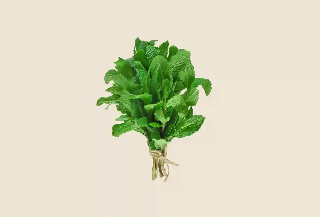 Local Mint, Chocolate