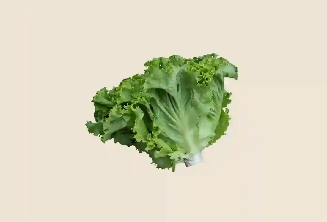 Local Organic Curly Romaine Lettuce